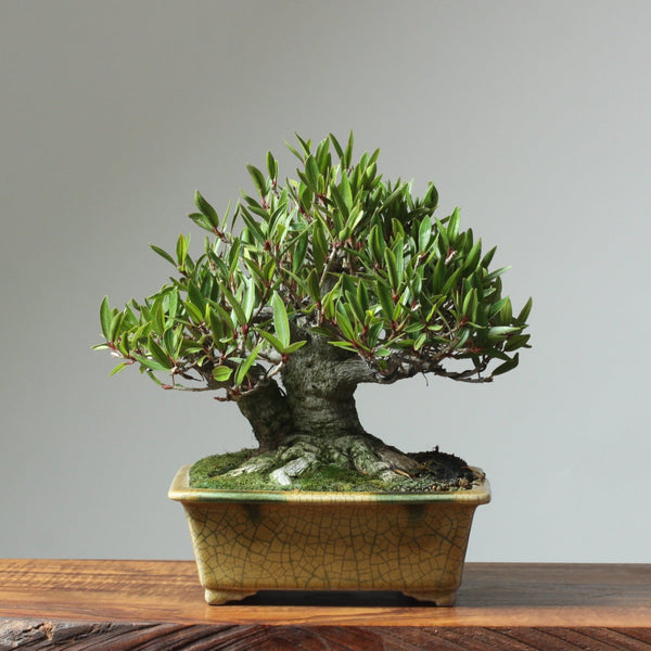 Willow-Leaf Ficus Bonsai Starters - Bonsaify