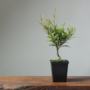 Willow-Leaf Ficus Bonsai Starters - Bonsaify