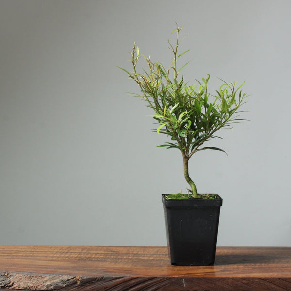 Willow-Leaf Ficus Bonsai Starters - Bonsaify