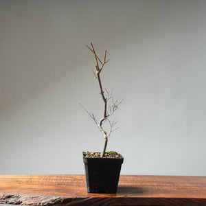 Zelkova Broom #15 - Bonsaify