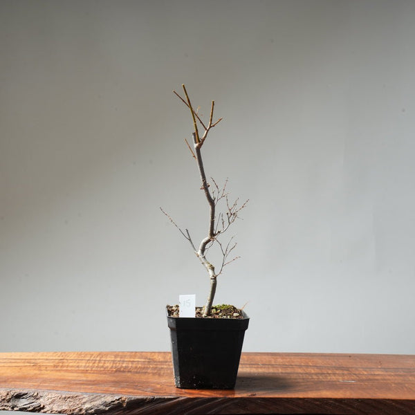 Zelkova Broom #15 - Bonsaify