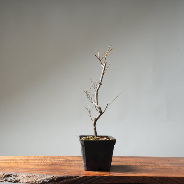 Zelkova Broom #15 - Bonsaify