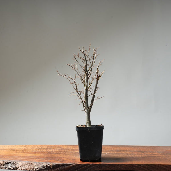 Zelkova Broom #24 - Bonsaify