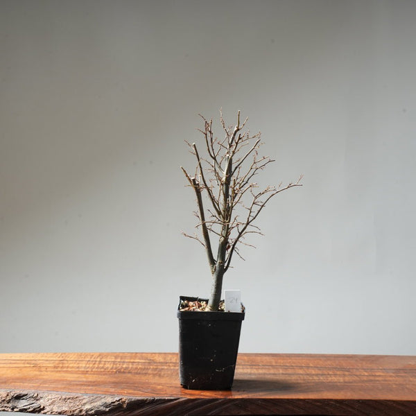 Zelkova Broom #24 - Bonsaify