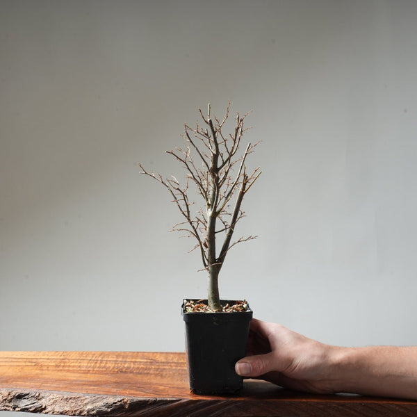 Zelkova Broom #24 - Bonsaify