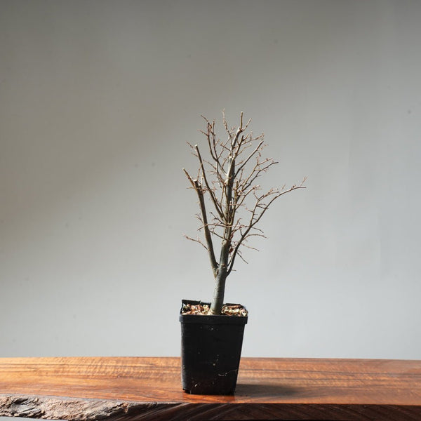 Zelkova Broom #24 - Bonsaify