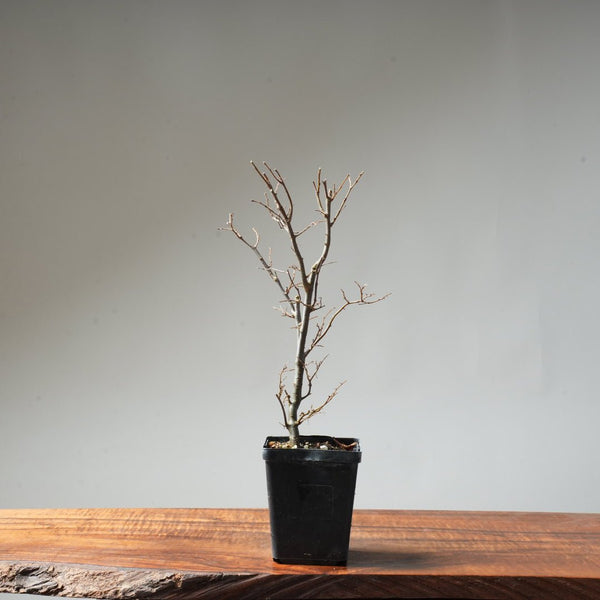 Zelkova Broom #32 - Bonsaify