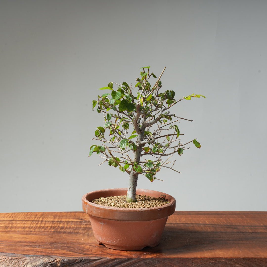 Zelkova Broom #43 - Bonsaify