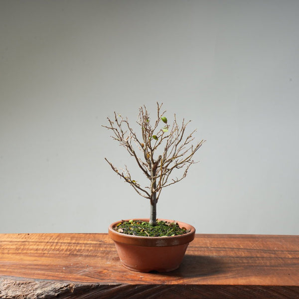 Zelkova Broom #7 - Bonsaify