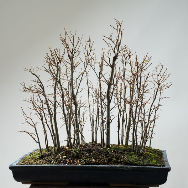 Bare Root 1-year-old Zelkova Starters - Bonsaify