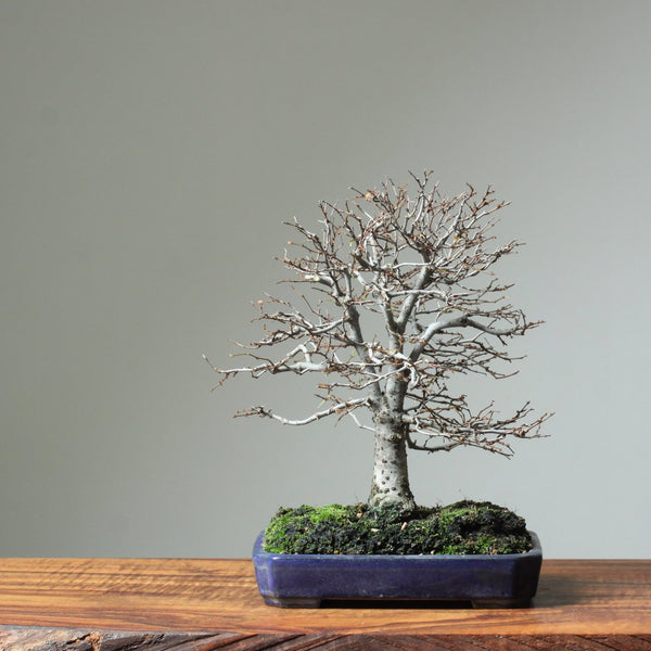 Bare Root 1-year-old Zelkova Starters - Bonsaify