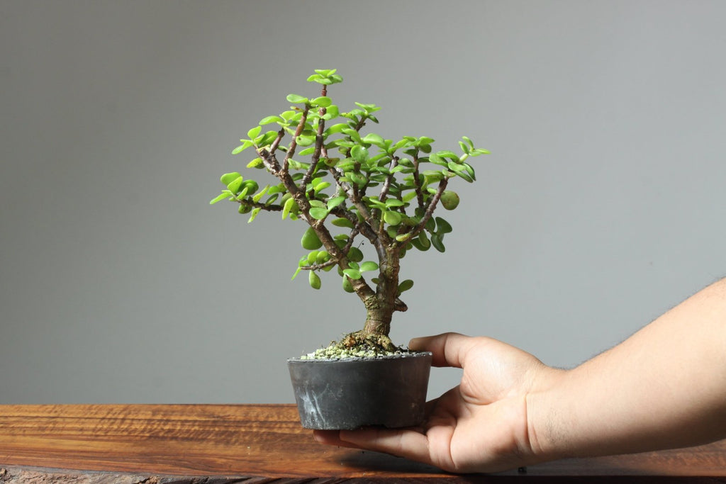 Bonsaify  Can any tree be a bonsai?