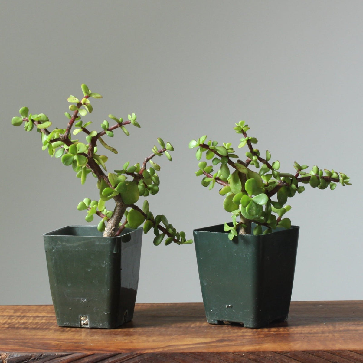 Bonsaify | Rough-Bark Dwarf Jade Bonsai Starters